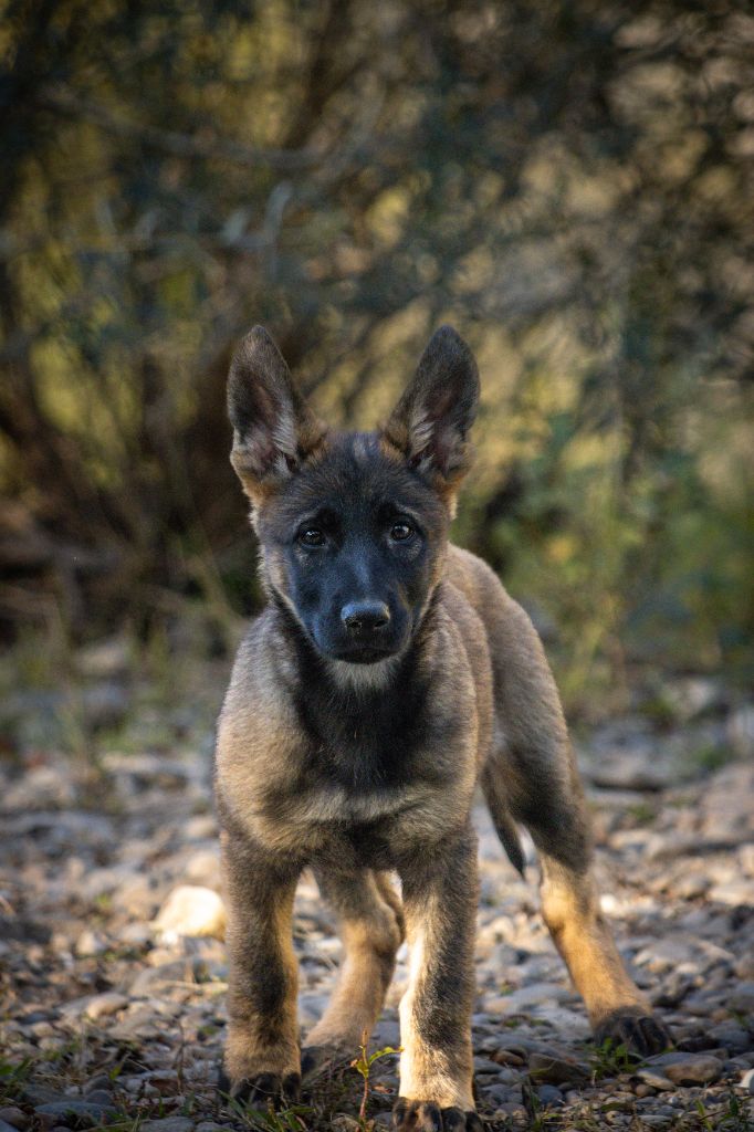 des Terres d'Avallon - Chiots disponibles - Berger Allemand