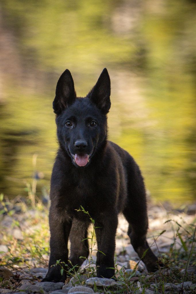 des Terres d'Avallon - Chiots disponibles - Berger Allemand