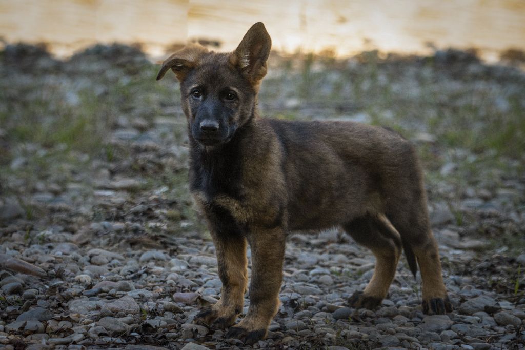 des Terres d'Avallon - Chiots disponibles - Berger Allemand