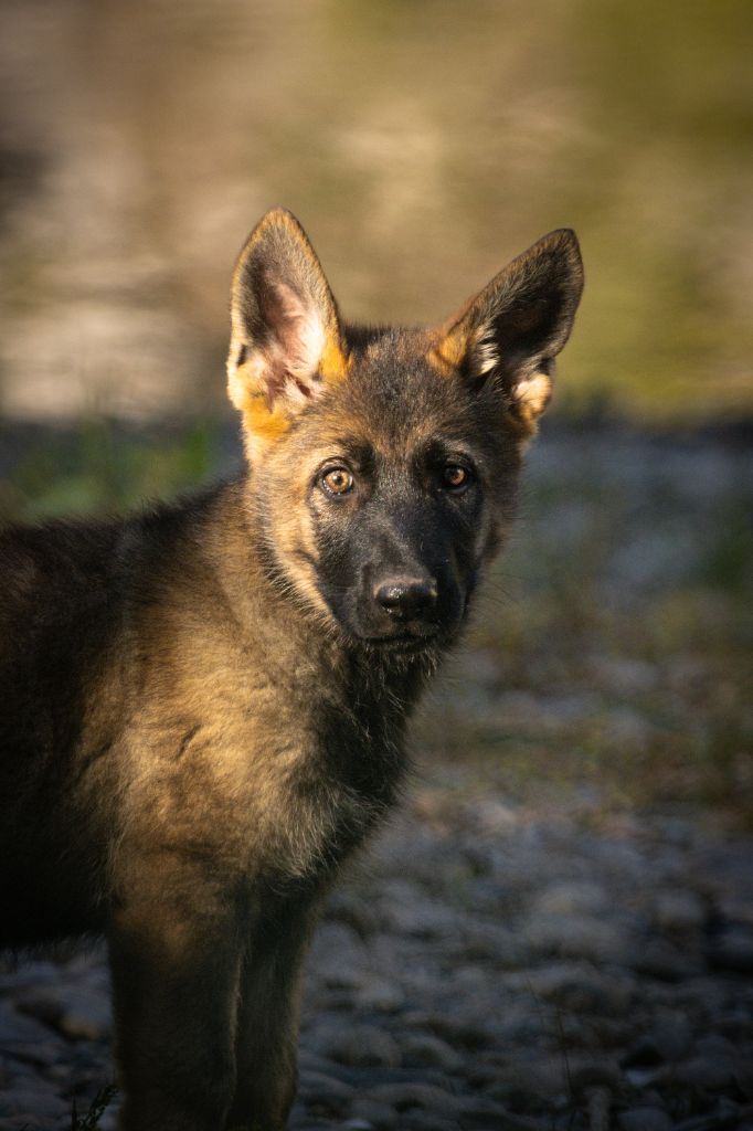 des Terres d'Avallon - Chiots disponibles - Berger Allemand